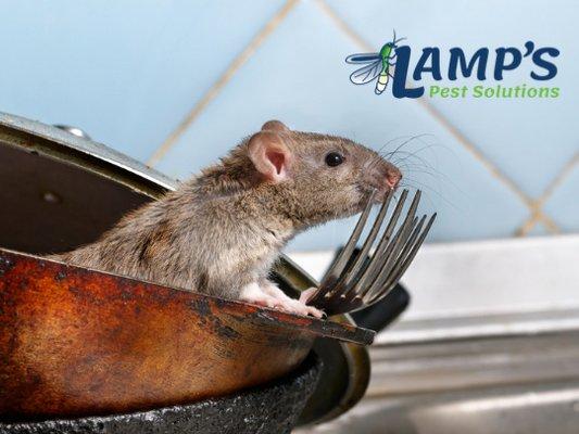 Lamp's Pest Solutions