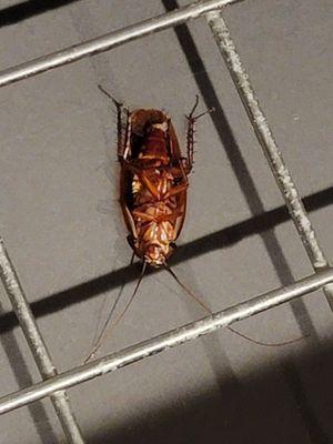 One of many dead cockroaches in the kitchen sink when we arrived to a FILTHY house.