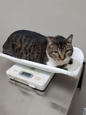 Weighing in