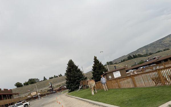 When a horse  is eating grass next to the pool. You, know it's legit Wyoming!