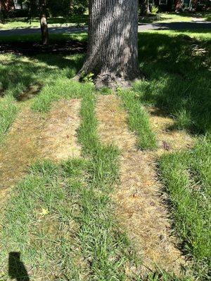 More dead sod strips