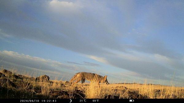 Coyote crosses at dusk in front of camera at the Casa Malpais National Landmark