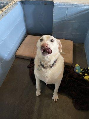 Pic of frank at the kennel, love this place and so does he! Thanks for a great vaca for both me and him! Would highly recommend this kennel!