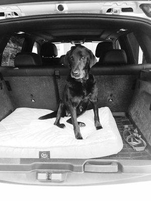 Shadow waiting for her appointment with Dr. Roellke.