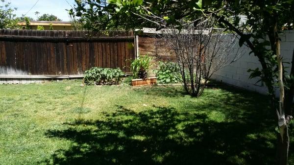 Outdoor Vegetable Garden: Watermelon, Corn, Srawberries, Pumpkin, sunflower, Asparagus