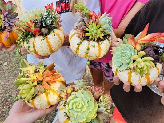 Succulent pumpkins