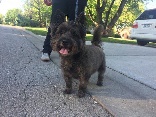 Barney is such a happy guy! He loves long walks, squirrel watching from the window, and lots and lots and lots of belly rubs!