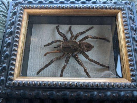 Giant Brazilian Tarantula