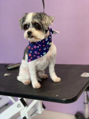 Full groom all set