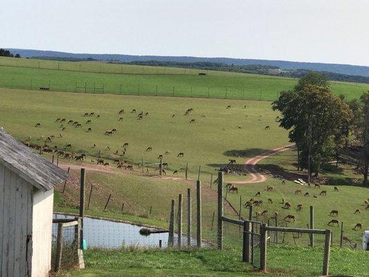 Rolling hills of green pastures.