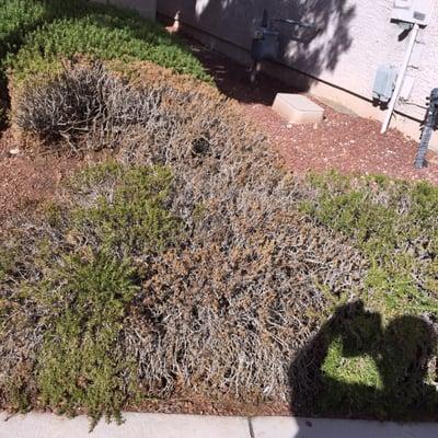 Dead plants, plants that were alive and thriving prior to ILM.