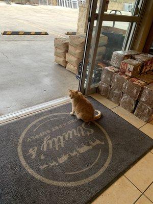 Dudley the house cat welcomes folks into the store.