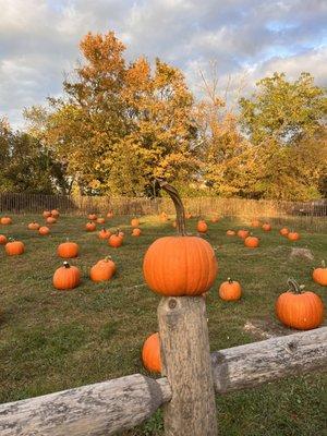 Pumpkin Patch