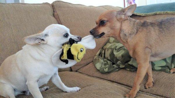 Miggy & Stella in busy bee tug of war...