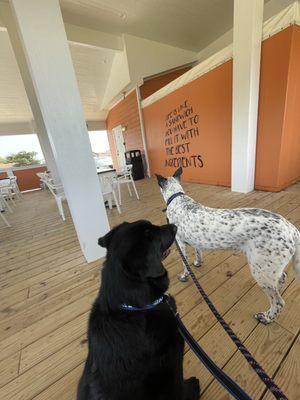 Outdoor dog friendly deck