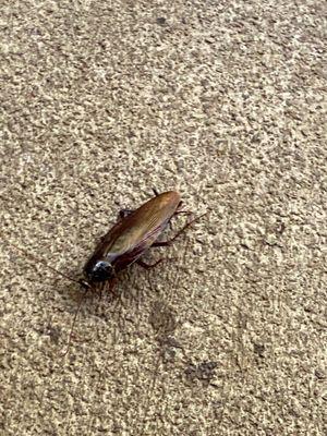 Cockroach that was in bathroom ?