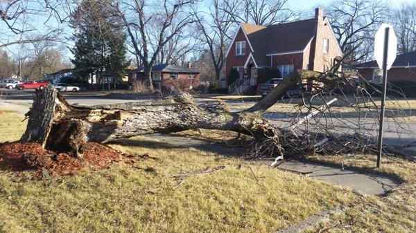 The fallen tree branch