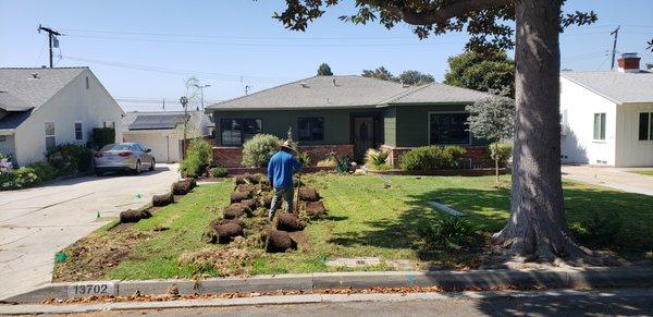 SOD REMOVAL