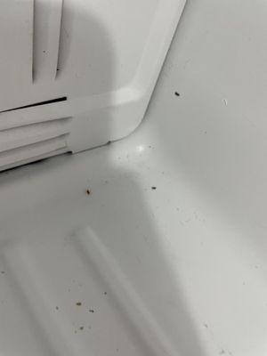 My freezer over 6 months after we moved in and an incompetent maintenance guy tore it apart and still maggots and eggs