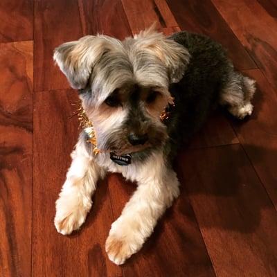 My 8 y.o. Yorkie showing of his "Schnauzer cut"... Best haircut ever!