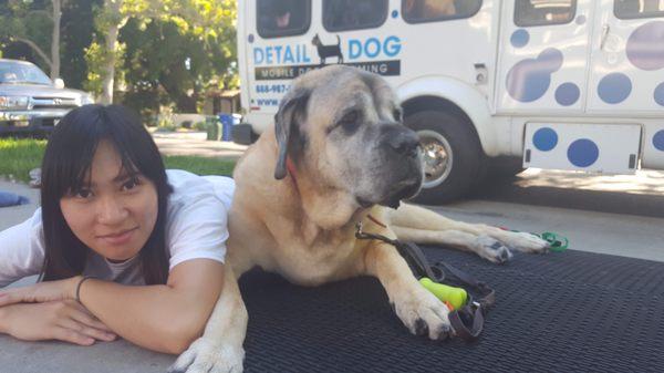 With super huge dogs who have extreme mobility issues, we groom them outside the truck.