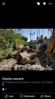 The gas line was under the two giant tree stumps. All had to come out to abate septic and tie to city sewer.