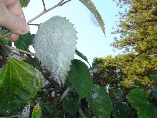 Giant white fly, just one of the many landscape pests we treat.  We have structural and landscape pest control licenses.