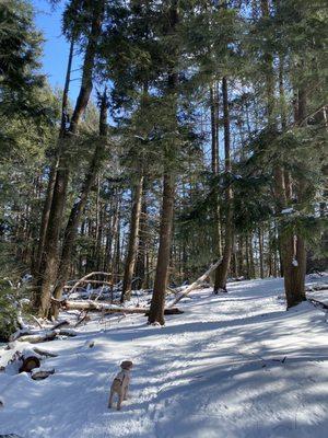 Trails through the hemlock forest