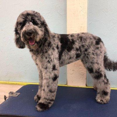 Aussiedoodle beautiful groom by Kim.