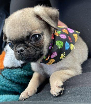 Suki and her cute bandanna courtesy of Amazon Animal Hospital