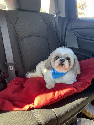 My baby after his grooming appointment.