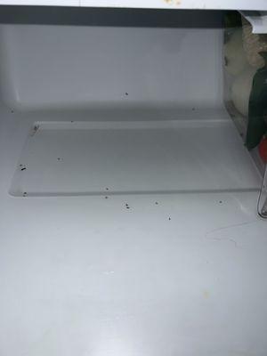 Roaches in the fridge filled up with water I clean this out every week the water always leaks in the kitchen