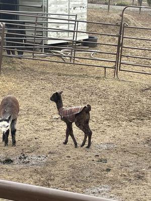 2 week old alpaca