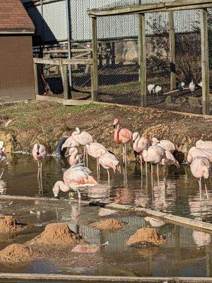 Flamingos