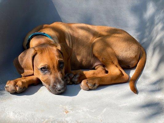 My sweet baby Ridgeback!