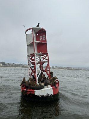 This place is full of sea lions