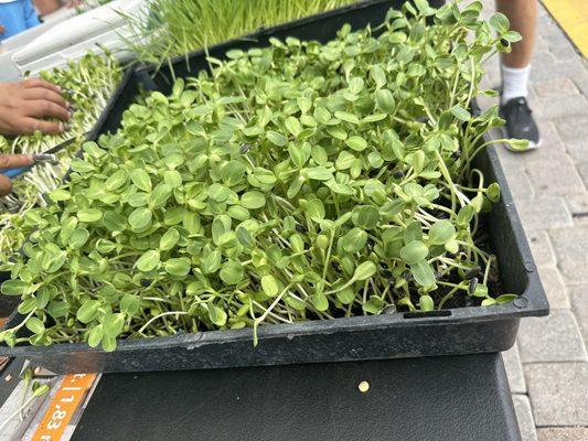 Sunflower sprouts