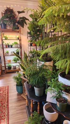 Interior view of Thea Plant Co, a Providence plant store. Plants, pots and more!