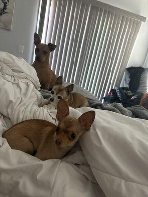 Bruno, Lucy, and little Peanut all hogging the bed!