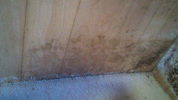 Mold from leaking wall below. grade behind paneling