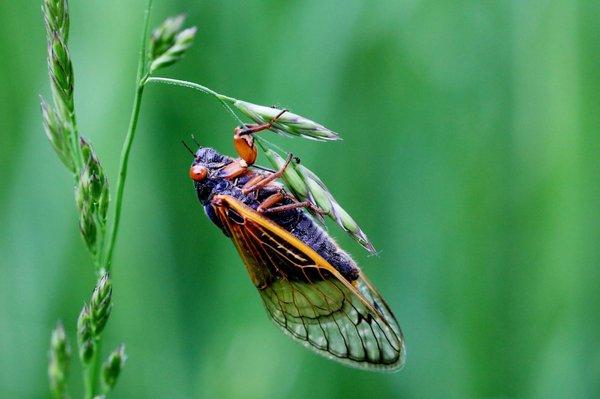 Brood x cicada