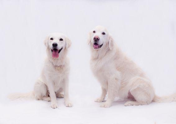 Rockingham Honda mascots-  Olive and Brody!