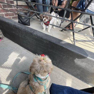 Doggies allowed on the patio!