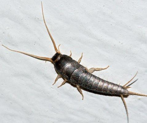 Silverfish can be one of the most common interior pests seen in kitchens, bathrooms, and other high moisture areas.