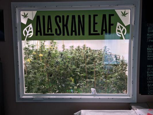 Alaskan Leaf let's you see the garden!!