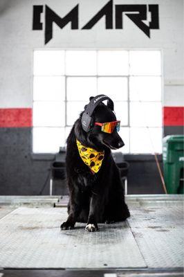 Aspen, my shepherd mix, a couple days after a grooming this spring! This is her daily environment, an automotive performance shop.