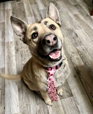 My beautiful pup after a grooming by Justin.