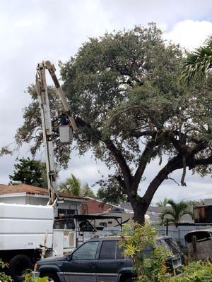 Gmg trimming trees over roof