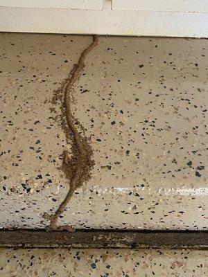 Subterranean termite shelter tube