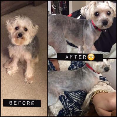 Left-Before groom. Right pic-after groom! Doesn't even look like him! Horrible job! They shaved him & didn't even reach out 2 me